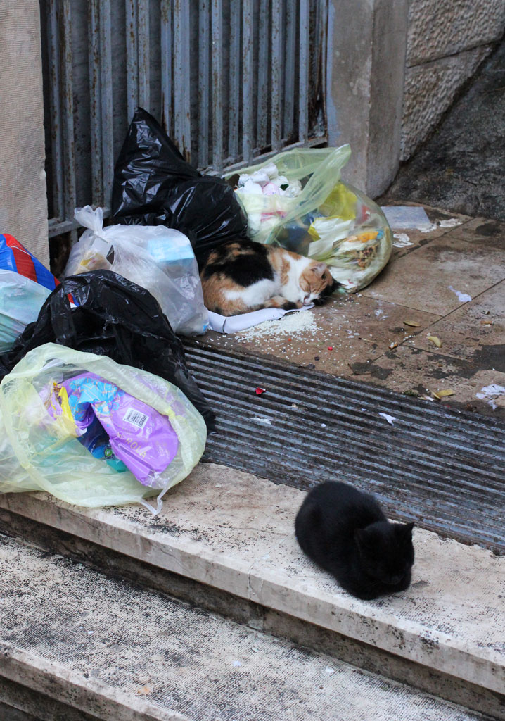 Cats in rubbish